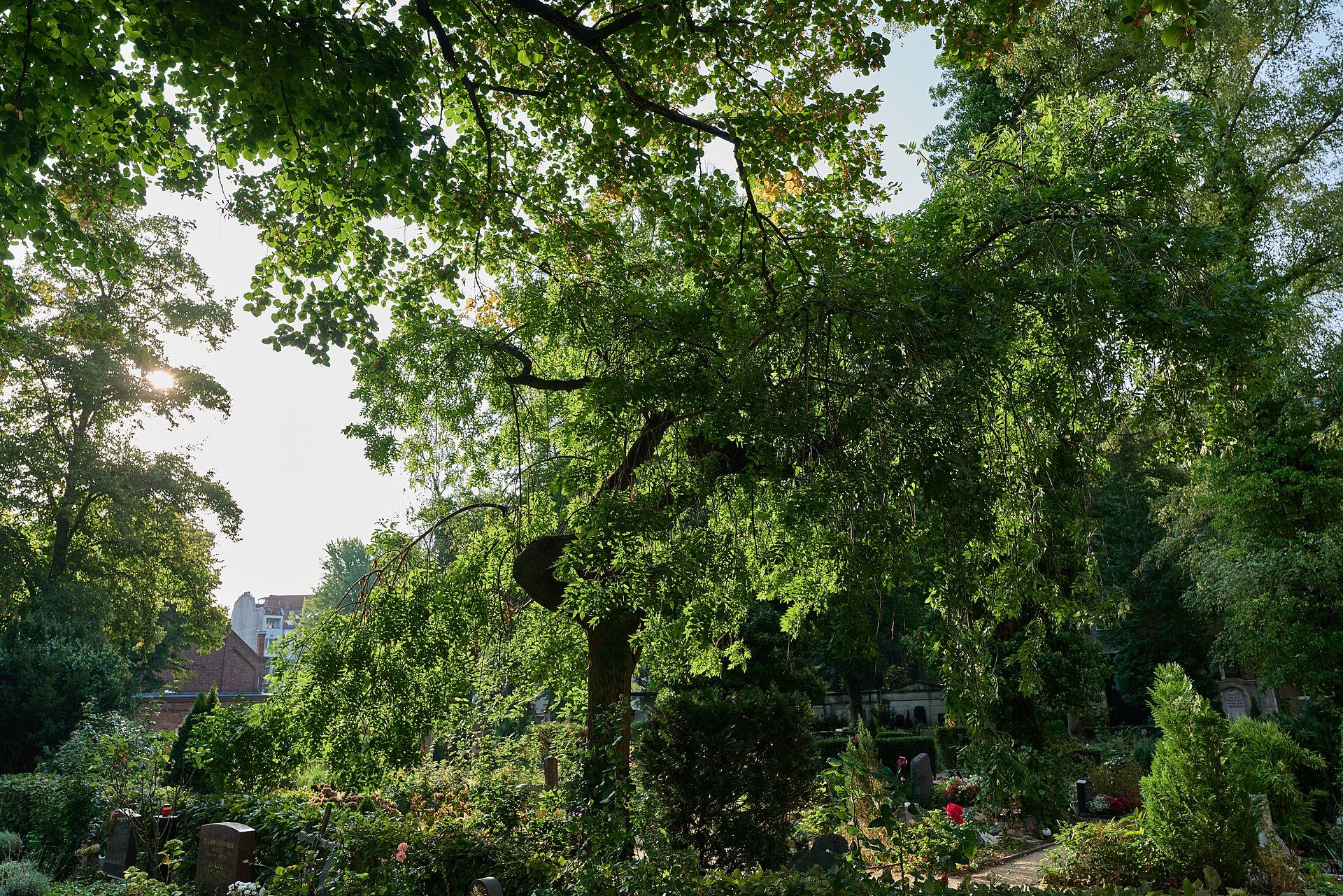Historische Grabstätten unter dichtem altem Baumbestand auf dem Friedhof Stubenrauchstraße